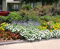 bedding plants