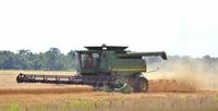 harvesting wheat