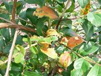 Cerscospora leaf spot