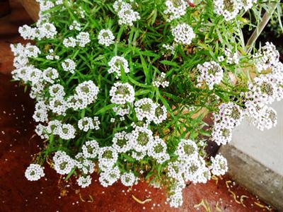 Blushing Princess lobularia