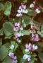 hyacinth bean