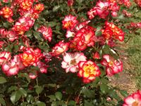 Betty Boop floribunda rose