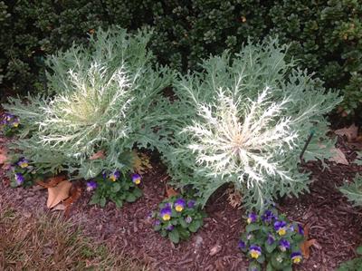 Peacock White kale