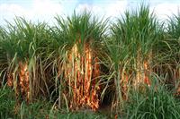 burning sugarcane