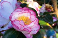 October Magic Inspiration camellia