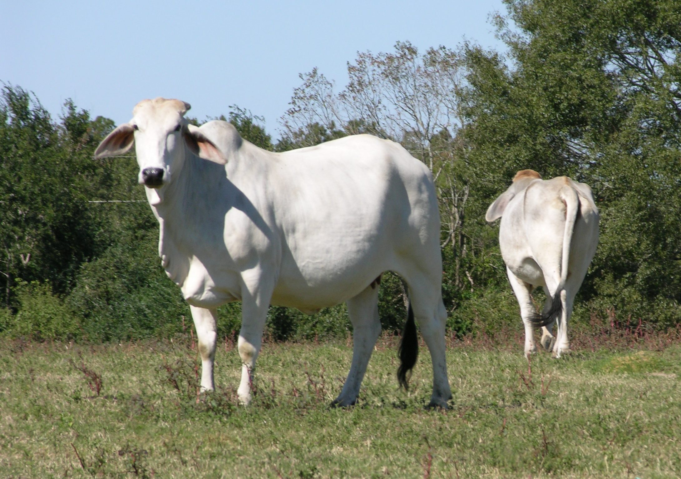 Decade-long project improves characteristics of Brahman cattle - LSU AgCenter