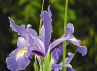 Dutch iris