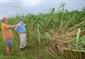 lodged sugarcane