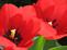 Red tulips - 2007 Get It Growing calendar cover shot