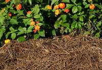 pine straw mulch