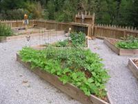 tomatoes in raised bed