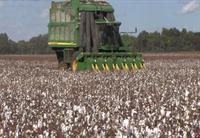 Cotton Harvest