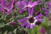 Pericallis