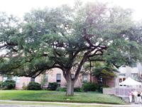 live oak