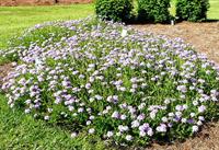 Princess Dark Lavender verbena