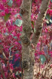 Bacterial gall on loropetalum stem 