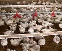 broilers in demonstration house