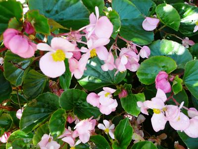 BabyWing pink begonia