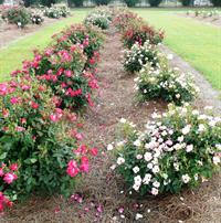 mulched rose bed