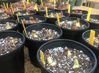 amaryllis bulbs in greenhouse