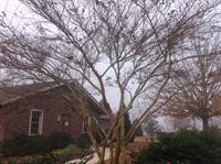 Properly thinned crape myrtles 