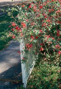 honeysuckle