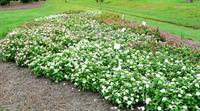 Vinca at Hammond Research Station