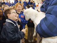 kids and goat