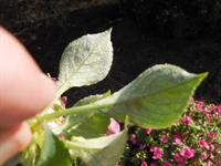 downey mildew on impatiens