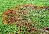 brown patch in lawn