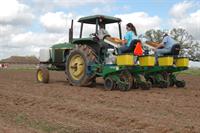 planting corn