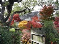Japanese maples from 2012 Get It Growing calendar