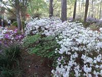 azaleas in woodland garden