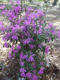 Deja Bloom Pink Ribbons azalea. 