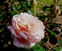 drift rose