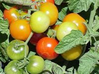 cherry tomatoes