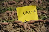 orleans sweet potatoes