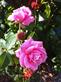 belinda's dream roses