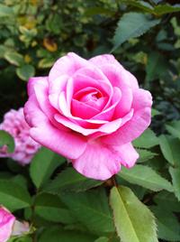 belinda's dream rose