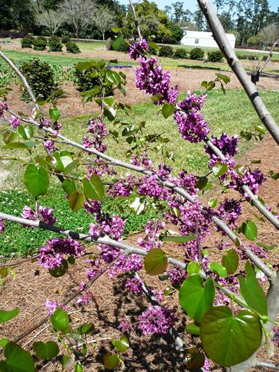 Oklahome redbud