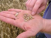 damaged wheat kernels