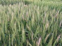 damaged wheat field