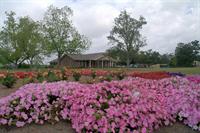 Petunias at Hammond Research Station