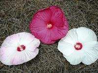 Disco Bell hibiscus flowers