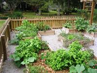 raised beds