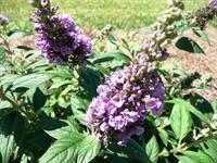 Blue Chip Buddleia