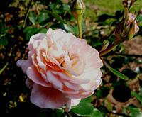 Apricot Drift Rose