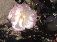Leslie Ann camellia blossoms