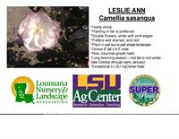 Leslie Ann camellia card