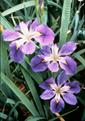 Iris hybrid flower